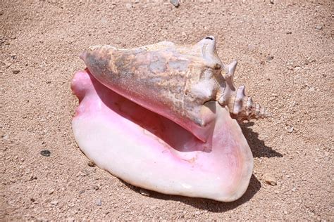 conch fish